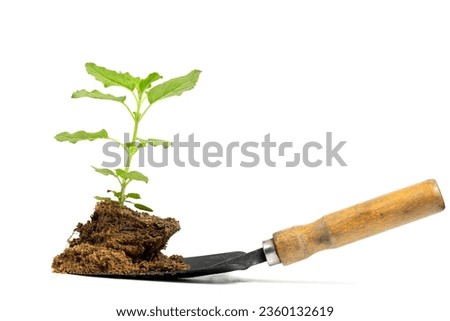sweet basil plant On the ground and with a spoon to plant isolate on white background.Thai herbs used in cooking.small trees on the ground.