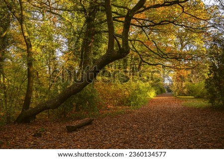 Empty wooden benches and table under a tree in autumn landscape or city park with orange leaves everywhere, in autumn forest landscape or alley. Concept of weekend in the city park for relaxation