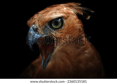 Fine Art portrait picture of "Javan Hawk Eagle", in color with grainy