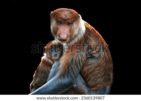 Fine Art portrait picture of "Bekantan or Proboscis monkey" with its child, in color with grainy