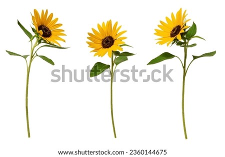 Three sunflowers isolated on white background. Set of elements for creating collage or design, postcards, invitations Royalty-Free Stock Photo #2360144675