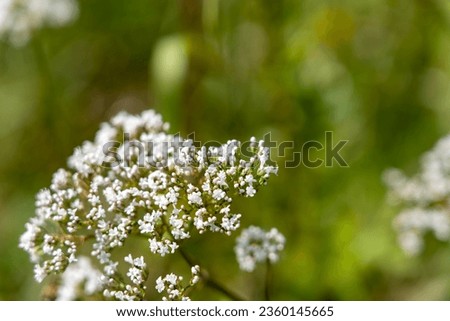Tiny white flowers on low-stem green plants, delicate flowers, green leaves in the background, gardening and flowers for bouquet, delicate blossom lush green botanic floral wallpaper