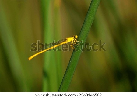Yellow damselfly full picture, sitting on grass