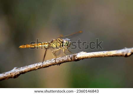 Dragonfly full picture with good details