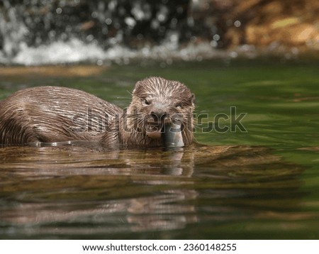 Portrait of an "Hairy Nosed Otter" eating fish in a pond