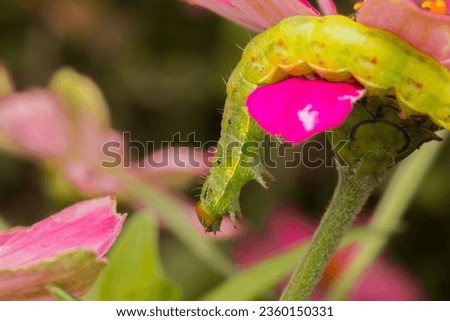 Caterpillar climbing through the flowers