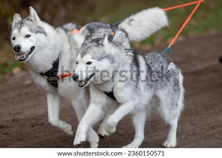 Two Husky dogs are pulling the sled during a sled dog race. Royalty-Free Stock Photo #2360150571