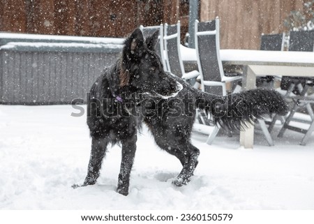 Young Old German Shepherd enjoying the snow.