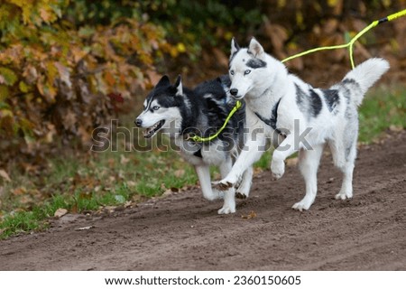 Two sled dogs are running at full speed. Royalty-Free Stock Photo #2360150605