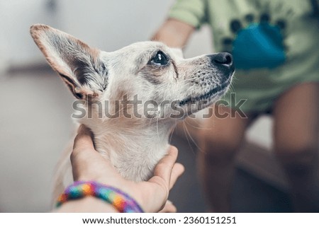 A mixed breed of Chihuahua dog that looks out the window in search of or waiting for its owner against the background of a baby. A woman's hand holds a dog's muzzle. Indoor pets. High quality photo