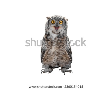 beautiful owl isolated on white background