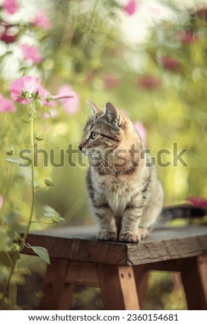 Photo of a striped kitten in a summer garden.