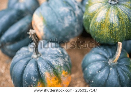 Small green pumpkins. Harvest season. Thanksgiving background. Halloween decorations. High quality photo