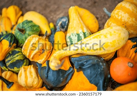 Small colorful pumpkins. Harvest season. Thanksgiving background. Halloween decorations. High quality photo