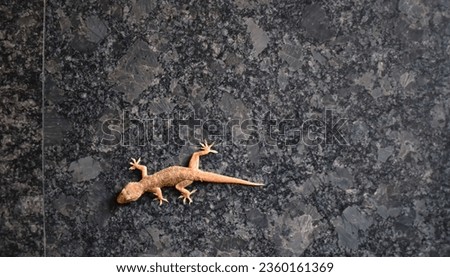 A closeup picture of common House Lizard against a black background,