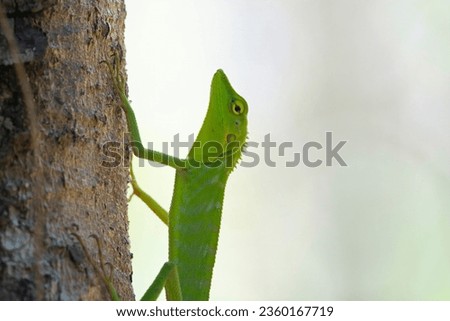 Reptiles, in common parlance, are a group of tetrapods with an ectothermic metabolism and amniotic development. Living reptiles comprise four orders: Testudines, Crocodilia, Squamata. Royalty-Free Stock Photo #2360167719