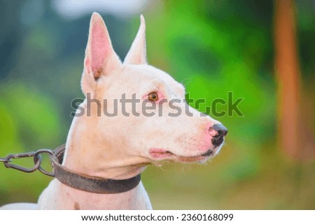 Portrait of gull terrier or bull terrier dog in forest during hunt. Bull terrier dog portrait close up in profile outdoors. Hunting dog. Rare Breed Of Pakistan Gull Terrier Dog. Gull terrer dogs.