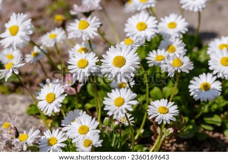 Сommon daisy is blossom in spring garden. Chamomile blossoms.