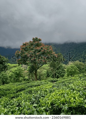 A picturesque hill station scene: A tree in a tea estate, adorned with colorful flowers, enhancing its natural beauty and serenity.
