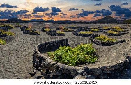 La Geria vineyard on black volcanic soil.´ Scenic landscape with volcanic vineyards. Lanzarote. Canary Islands. Spain. Royalty-Free Stock Photo #2360182419