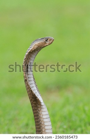 Snakes are elongated, limbless, carnivorous reptiles of the suborder Serpentes. Like all other squamates, snakes are ectothermic, amniote vertebrates covered in overlapping scales. Royalty-Free Stock Photo #2360185473
