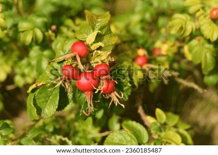Botany. Red rosehip in the forest
