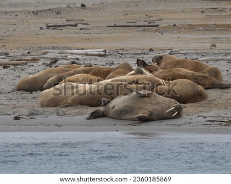 Walrus (Odobenus rosmarus) colony on the remote island of Moffen (80 degrees North latitude), Svalvard, Norway. In the foreground a walrus rolling on the sand to get to the water