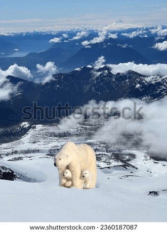Gorgeous mom is a polar bear with two little cubs peeking out from under her powerful body among the snow-covered mountain slopes