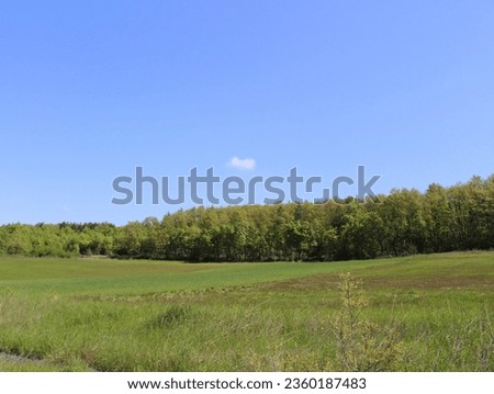 sun shines in clear blue sky in summer. nature background. Photos entrance to forest full of lush green trees, bushes. postcard nature landscape. pastel colored. white large small cumulus clouds.