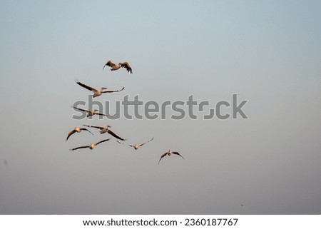 Great White Pelican flying in the sky at sunrise 