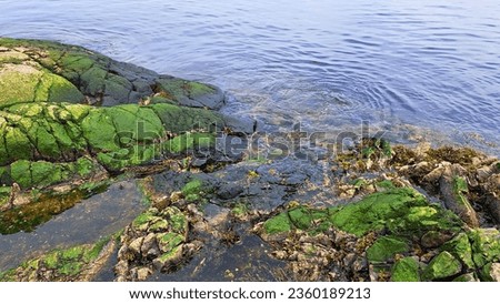 Green Algae or pond scum on rocks in  a river.