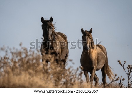 Wild horses of the Danube River Delta 