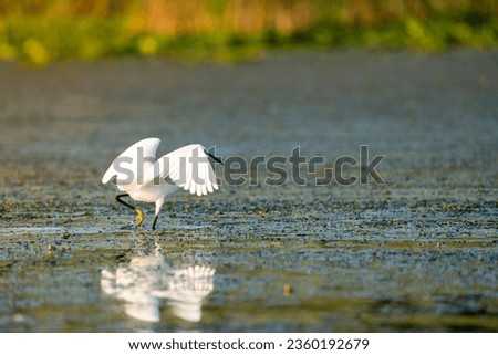 Great Egret fishing on the Danube River Delta 