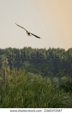 white tailed eagle in the sky on the Danube River Delta 