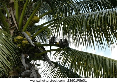 Pictures of the jungle and some monkeys in coconut tree at the island Tioman in Malaysia