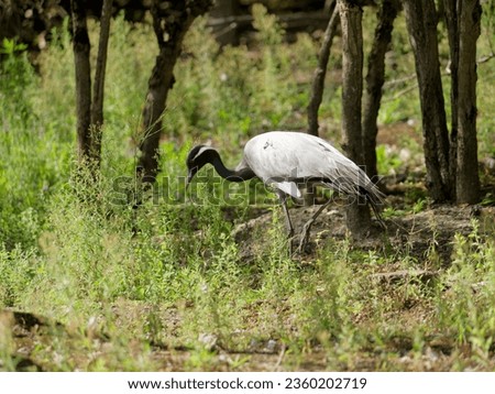 common crane searching for insect in a meadow