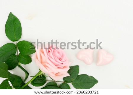 Rose fresh flower with two hearts on table from above with copy space, flat lay scene