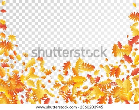 Oak, maple, wild ash rowan leaves vector, autumn foliage on transparent background. Red orange gold ash and oak autumn leaves. Falling tree foliage vector october season specific background.