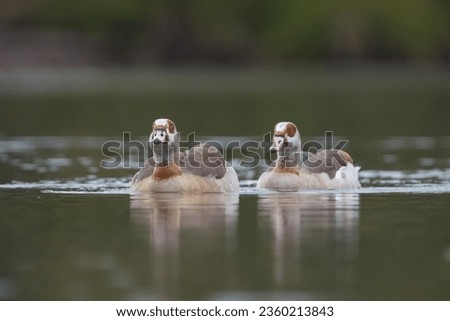 Egyptian Goose swimming towards camera