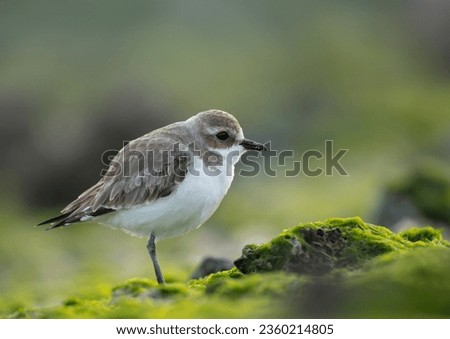 Kentish plover in green moss
