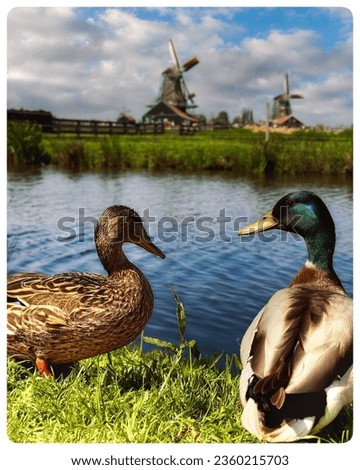 Ducks about to swim in the Zaanse River, in the backdrop of historic windmills of Holland in the Zaanse Schans village.