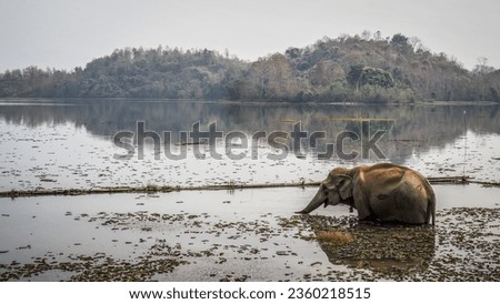 An Asian elephant in Northern Laos