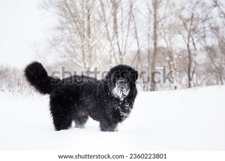 Newfoundland on the road with snowy trees. Dog on walk in the winter. In thoroughbred dogs nose stained snow. Newfoundland playing in the snow. Royalty-Free Stock Photo #2360223801
