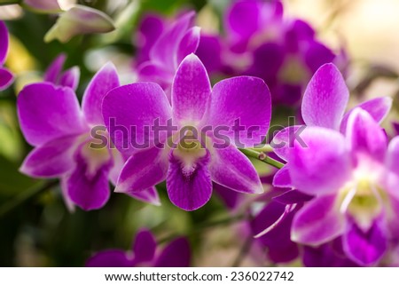 Close up purple orchids.