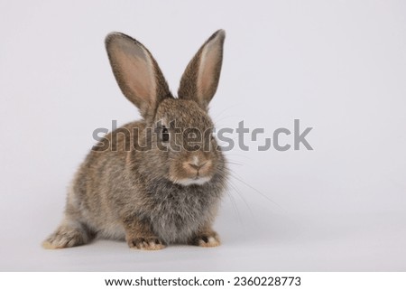 Healthy lovely baby bunny easter brown rabbit on white background. Cute fluffy rabbit on white background Lovely mammal with beautiful bright eyes in nature life. Easter Animal symbol concept.