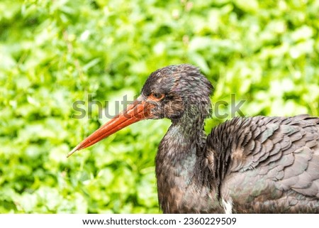 Majestic Black Stork, Ciconia nigra, gracing Eastern Europe's wetlands with its striking presence.

