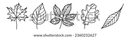 Tree leaves contour outline drawing isolated cutout black and white vector clipart illustration set. Autumn leaves line art design elements. Tree foilage nature pictogram, logo or icon collection.
