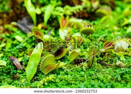 Venus flytrap. carnivorous plants of the marshlands of the east coast of the United States of America. Original houseplant.