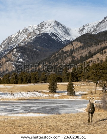 Juvenile bighorn sheep in mountain setting. Young bighorn in the Rocky Mountains.  Winter scene with bighorn sheep.