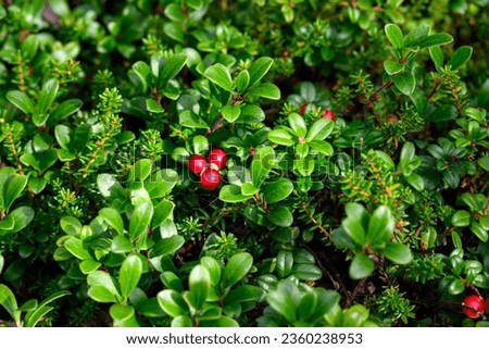 Closeup of red berries growing on a Low Bush Cranberry plant, Katmai National Park, Alaska
 Royalty-Free Stock Photo #2360238953